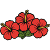 Hibiscus Flowers