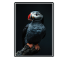 Papageientaucher