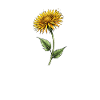 Dandelion Bloom Detail