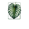 Exotic Abundance Monstera Leaf