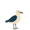 Moin Seagull