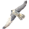 GyrFalcoin flight