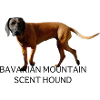 Bavarian Mountain Hound 04
