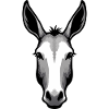 Mulo Asino Cavallo Rustico Equestre Divertente Carino