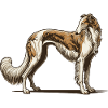 Borzoi