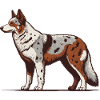 Australian Koolie