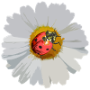 Daisies with Ladybug Motif