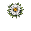 Daisy Bloom with Leaves