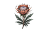 Protea Bloom Elegance