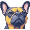 Bouledogue français - Frenchie