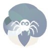 Tarantula Arachnid Insect