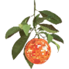 Orange Sommerprint