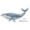 Le rorqual bleu