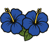 Fleurs d’hibiscus 2