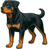 Rottweiler