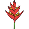 Lotus berthelotii