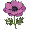 fleur d’anémone