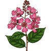 Loropetalum chinense