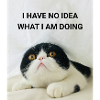 I HAVE NO IDEA WHAT I AM DOING KATZEN MEMES