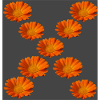Ringelblume