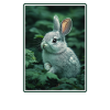 Lapin Lapin