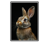 Lapin Lapin