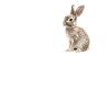 Lapin Lapin