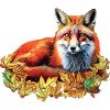 Red fox in autumn