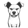 Wild Dog