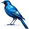 Blue Raven - Bird Sticker