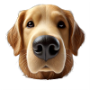 Dog head 1 brown