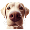 Dog Head 6 beige