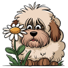 Old English Sheepdog