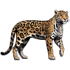 Léopard - Autocollant Animal