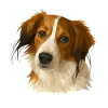 Kooikerhondje in polygon style