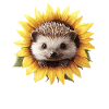 Hérisson au tournesol