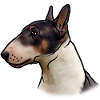 Miniature Bull Terrier Head