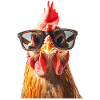 Stylish Chicken with Sunglasses