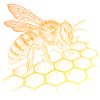 Honeybee