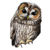 Tawny Owl Single