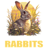 Hasen Hase
