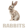 Bunny Bunny