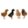 Chick