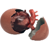Heart in the egg