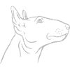 Bull Terrier Head in Profile