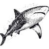 Walhai