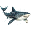 Requin-baleine