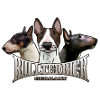 Bull Terrier Trio with Lettering