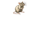 Rat Rat