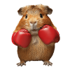 Meerschweinchen